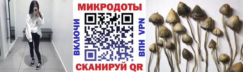Псилоцибиновые грибы ЛСД  mega зеркало  Ставрополь 